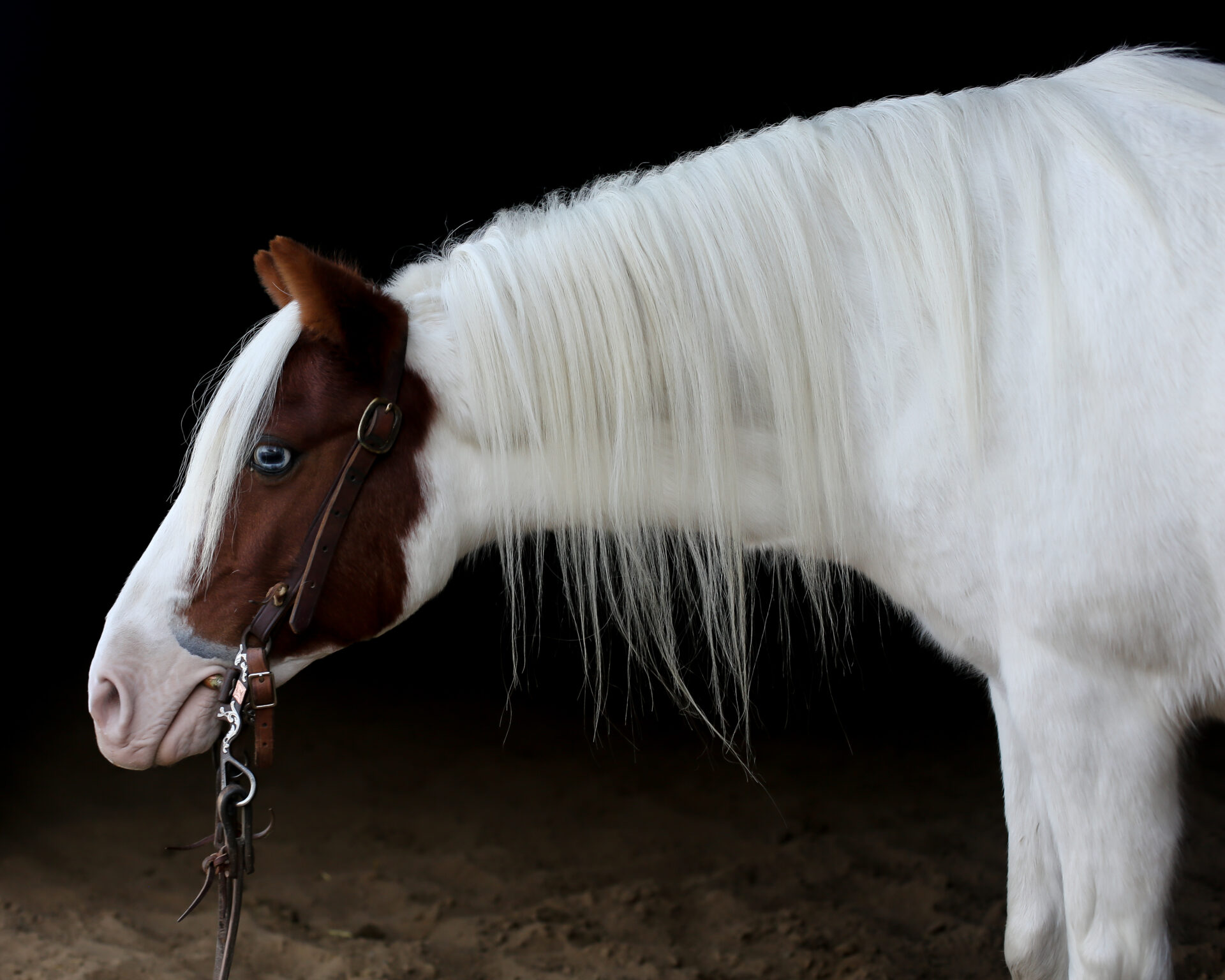 Sparkles, Pony-SOLD - Image 3