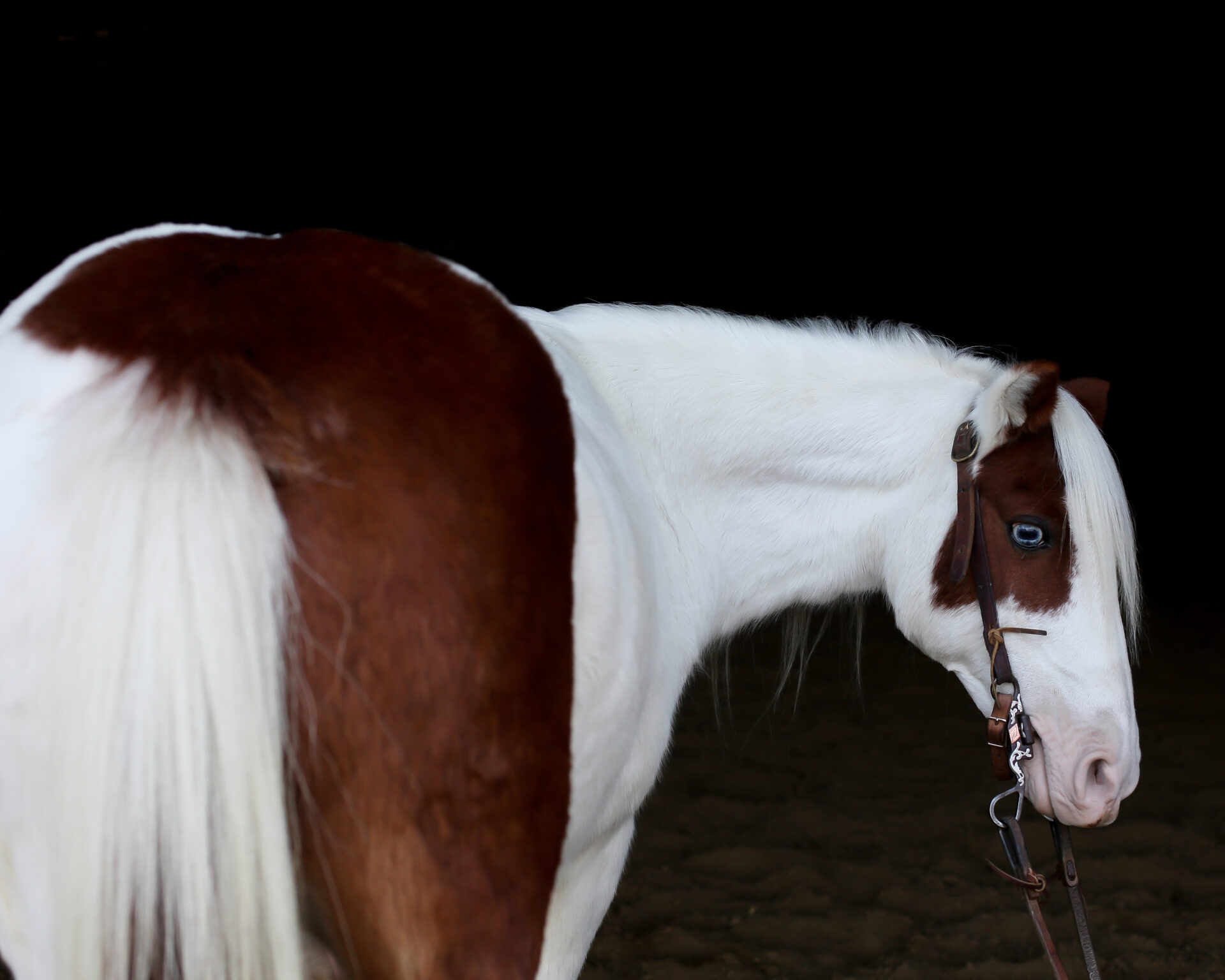 Sparkles, Pony-SOLD - Image 2