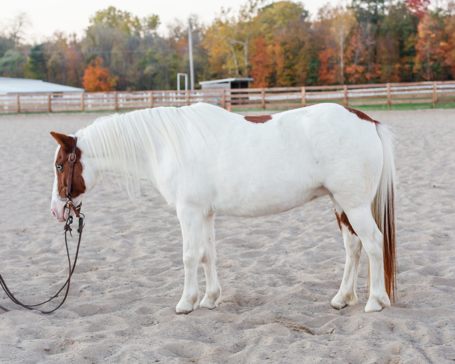 Sparkles, Pony-SOLD - Image 5