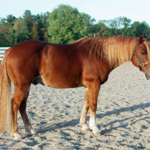 Chewy, Haflinger Cross-SOLD